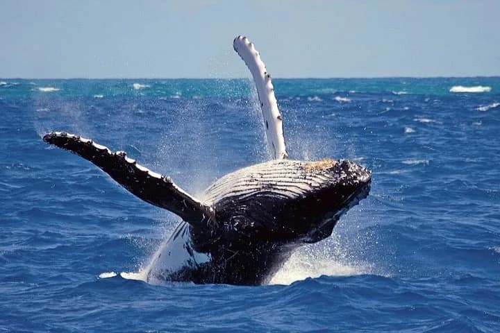 Whale watching boat departing from Mirissa coast in Sri Lanka