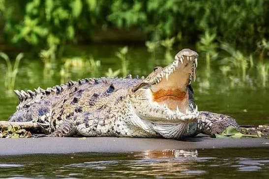 Crocodile watching nature tour near Nilwella Sri Lanka