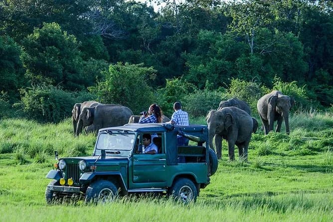 Private transfer to Udawalawe National Park Sri Lanka