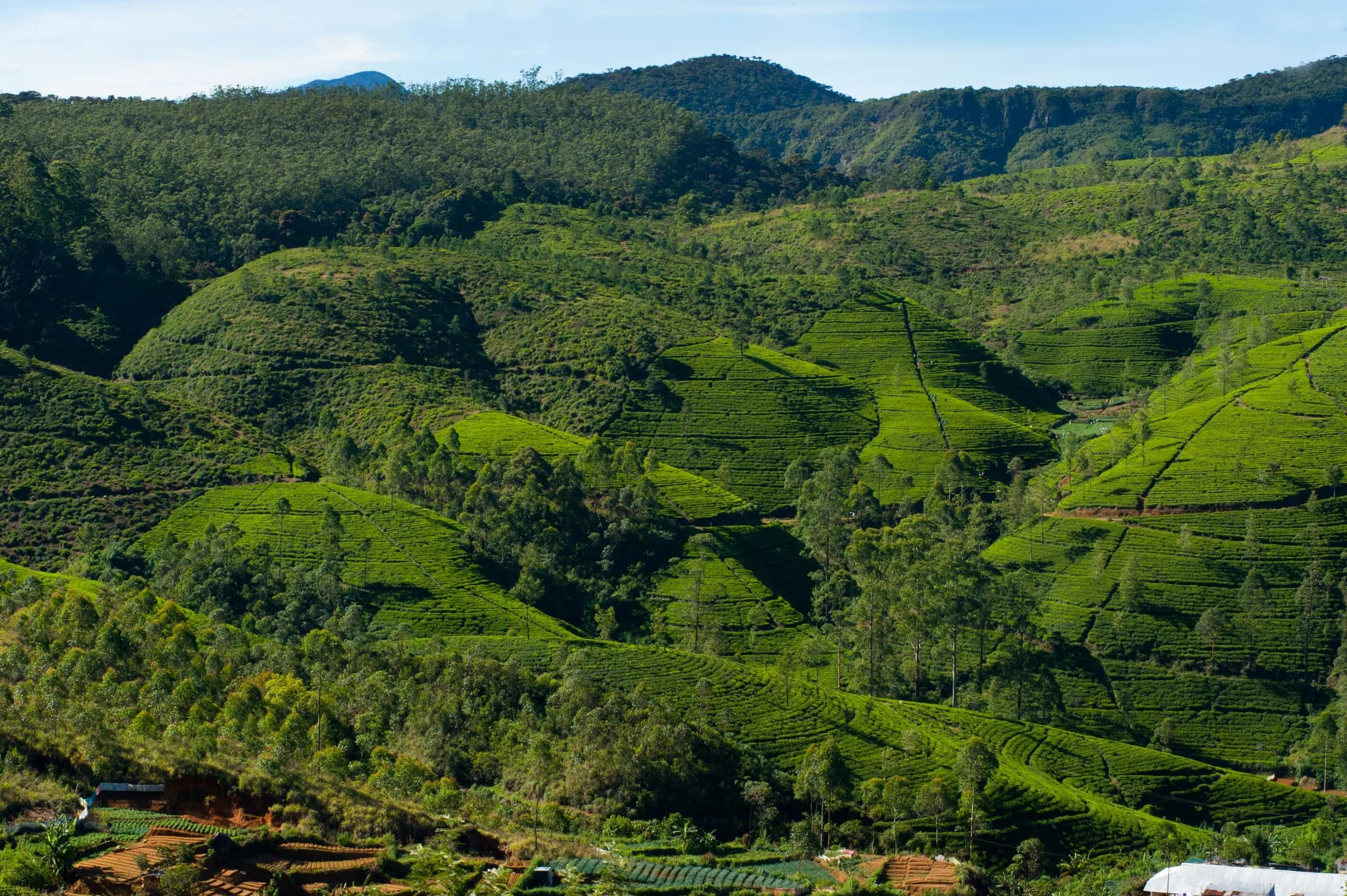 Nuwara Eliya tea country landscape in Sri Lanka